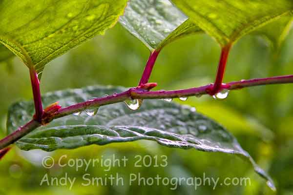 Beauty and the Beast, Japanese Knotweed